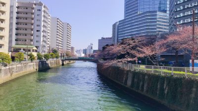 桜がさきましたね♪