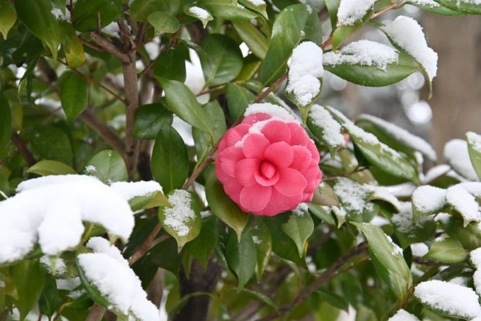 雪がふりました